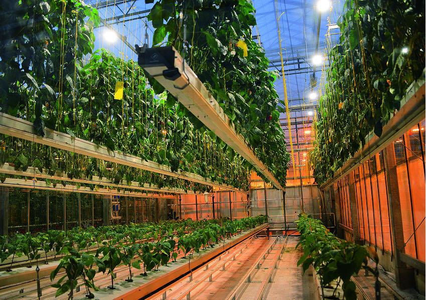 什么是垂直農(nóng)場?垂直農(nóng)場的盈利前景與經(jīng)典案例