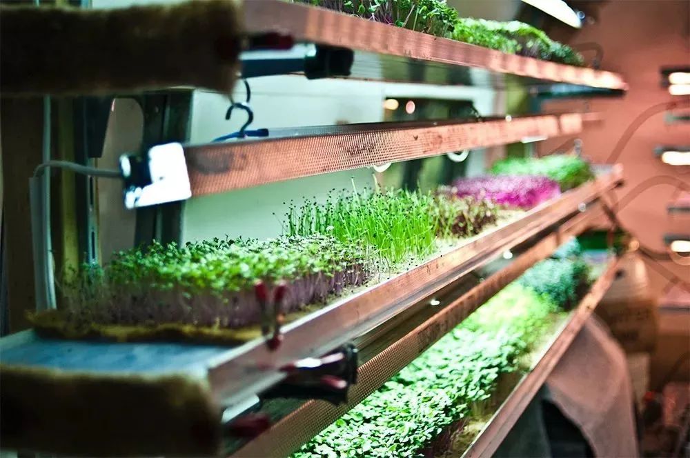 什么是垂直農(nóng)場?垂直農(nóng)場的盈利前景與經(jīng)典案例