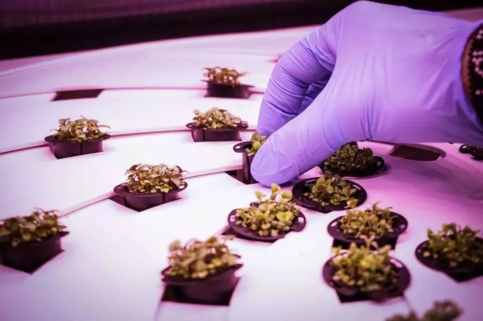 什么是垂直農(nóng)場?垂直農(nóng)場的盈利前景與經(jīng)典案例