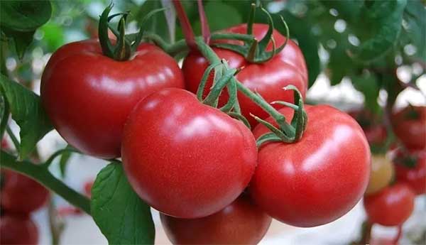 【海外農業】沙漠種糧食，零排放養魚，空氣中取水&hellip;以色列如何逆天成為農業強國？