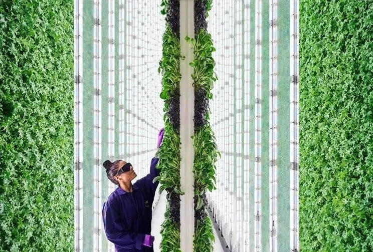 垂直農(nóng)業(yè)領域的&ldquo;泡沫&rdquo;要爆？