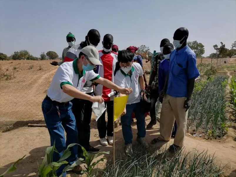 糧食產量高,生活有余裕——中國專家在布開展水稻高產競賽和蔬菜種植培訓
