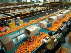 標準化,農業(yè)品牌化的致勝之路