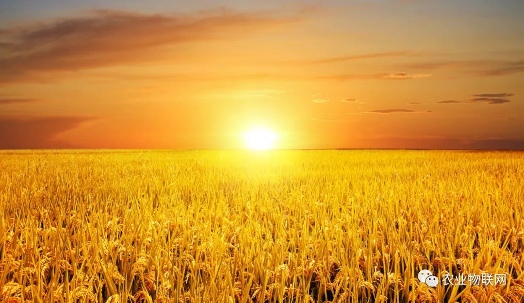 未來種業的競爭，是種子、農藥和數字農業的綜合競爭