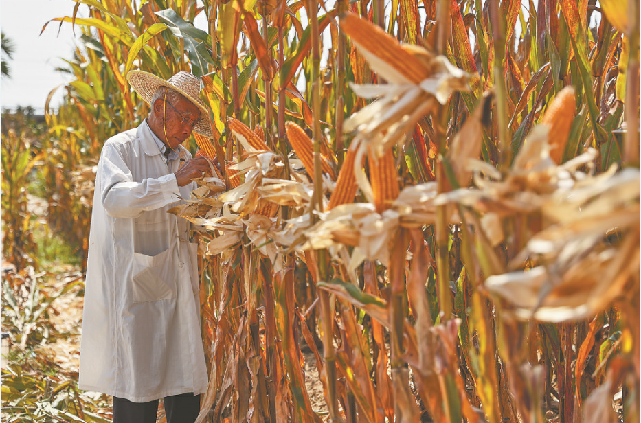 深度透視！農業“芯片”：中國種子戰略
