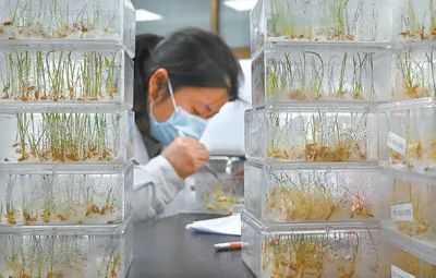 深度透視！農業“芯片”：中國種子戰略