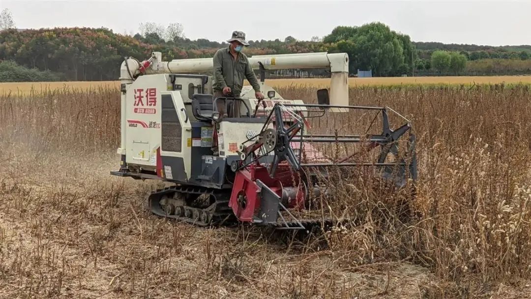 5分鐘收完一畝地！ 湖北攻克芝麻生產全程機械化！