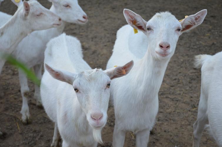富平縣奶山羊 富平縣奶山羊