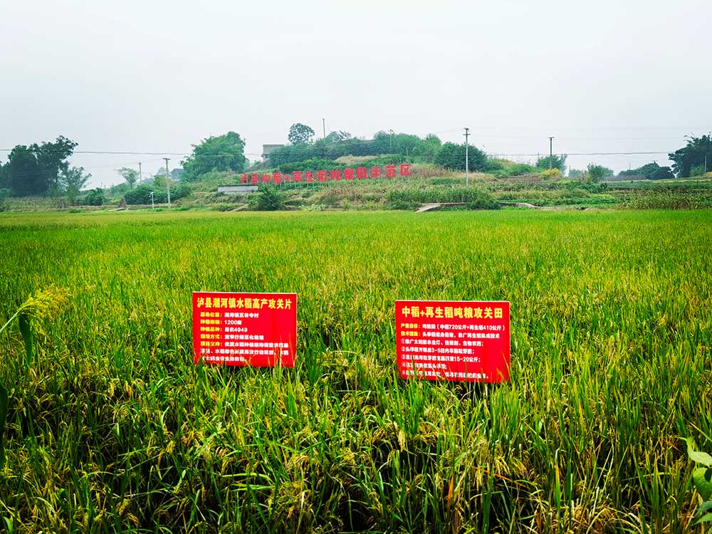 協(xié)同提升中稻-再生稻產(chǎn)能 川渝毗鄰地區(qū)實(shí)現(xiàn)“噸糧田” 協(xié)同提升中稻-再生稻產(chǎn)能 川渝毗鄰地區(qū)實(shí)現(xiàn)“噸糧田”