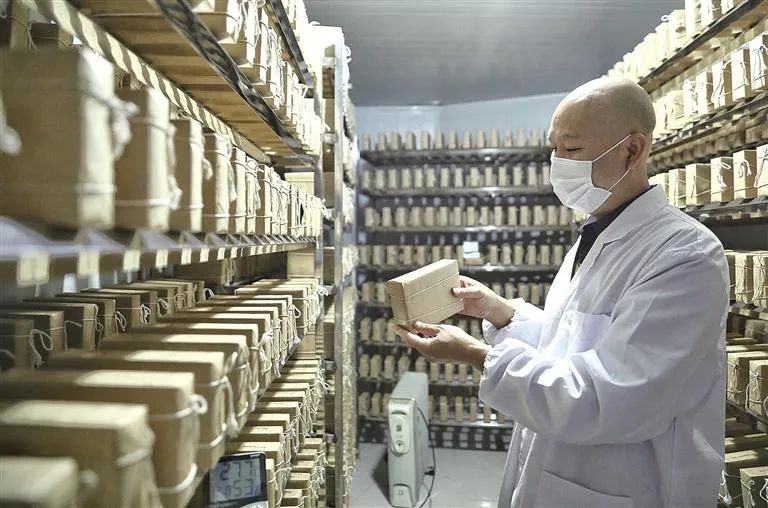 陜西涇陽：茯茶“鏈”動(dòng)產(chǎn)業(yè)興