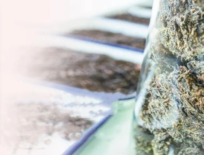 陜西涇陽：茯茶“鏈”動(dòng)產(chǎn)業(yè)興